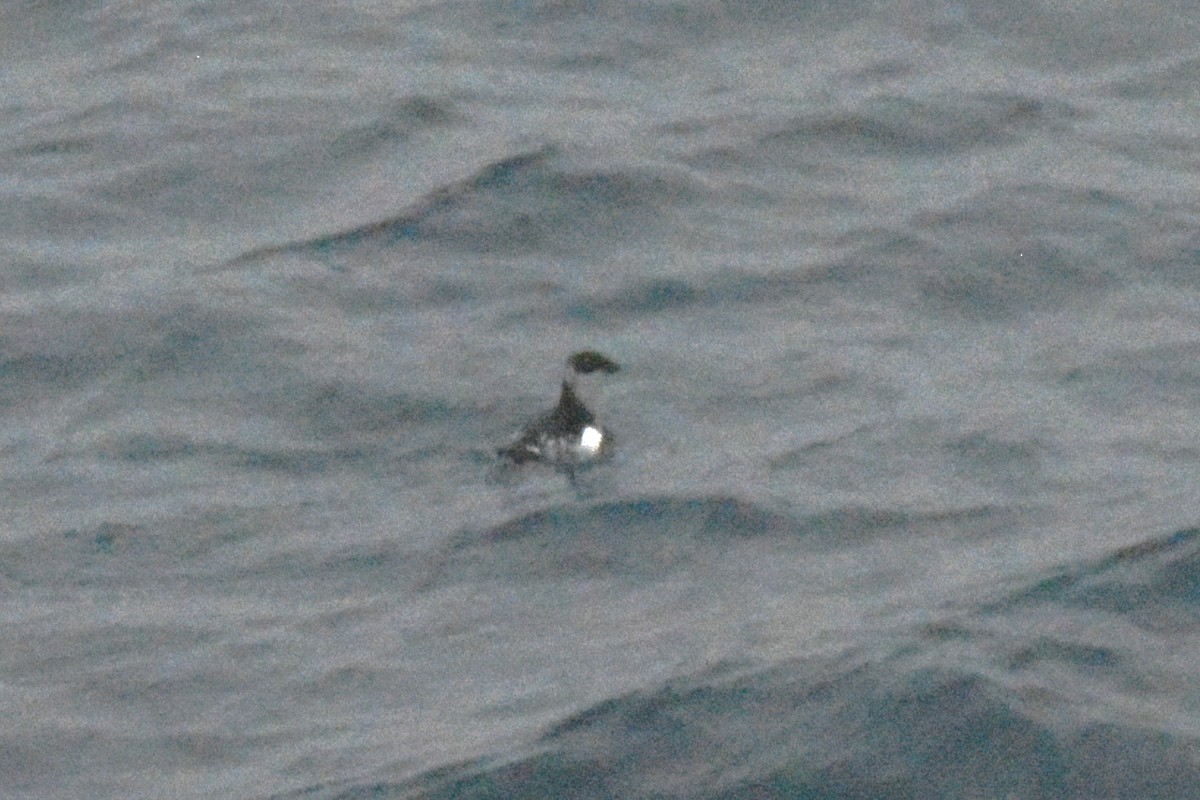 Dovekie - ML641243720