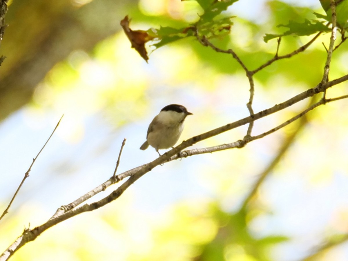 Willow Tit - ML641243723