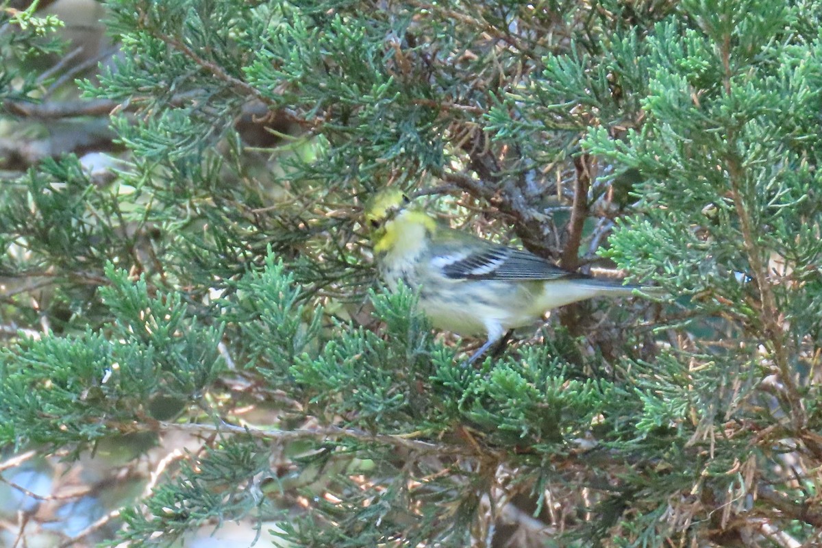 lesňáček proužkoboký - ML641243745