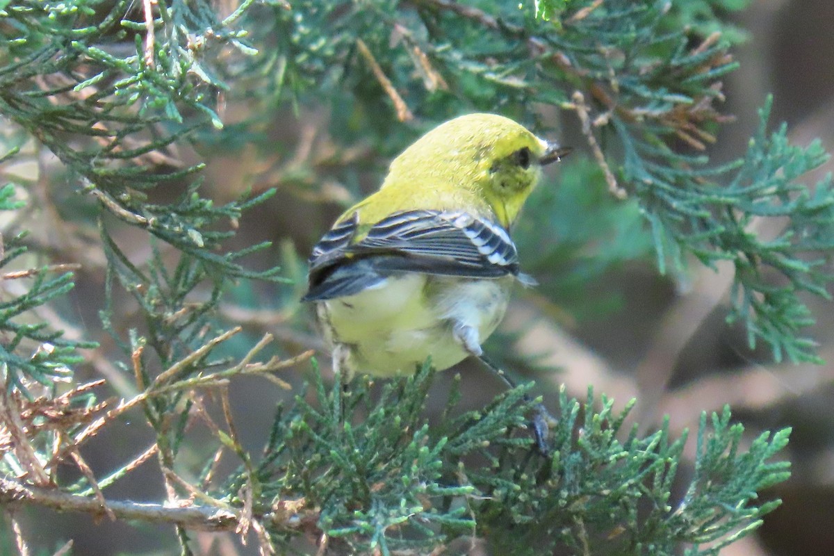 lesňáček proužkoboký - ML641243746