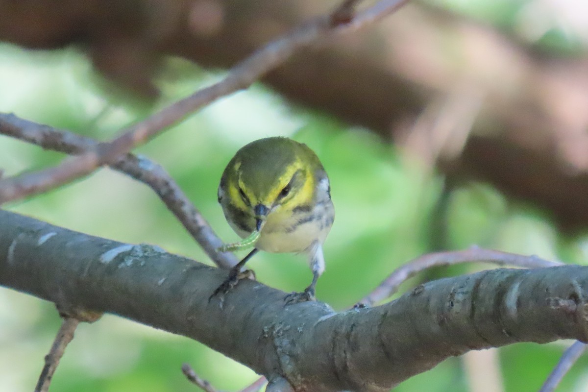 lesňáček proužkoboký - ML641243748