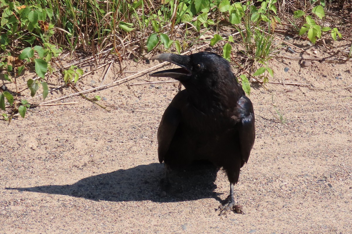 krkavec velký - ML641243766