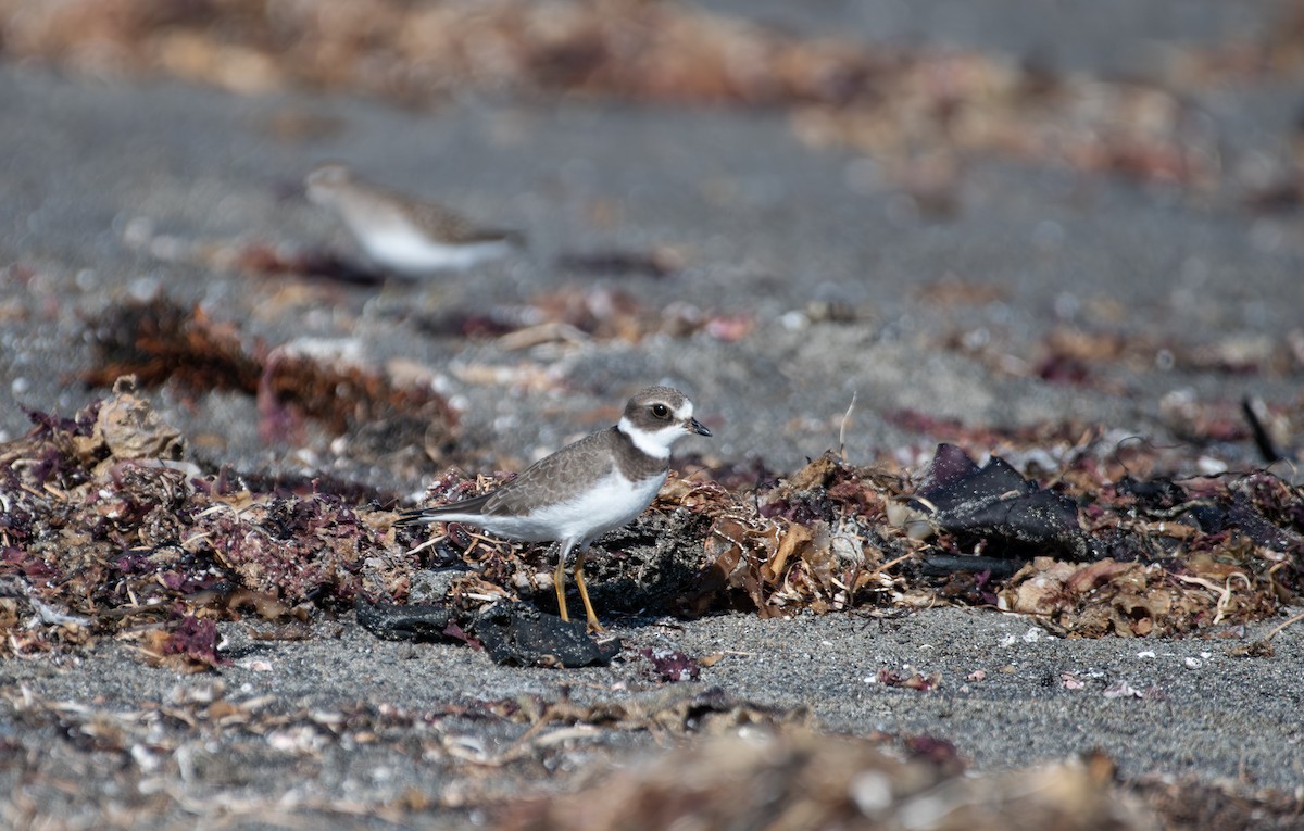 Semipalmated Plover - ML641243767