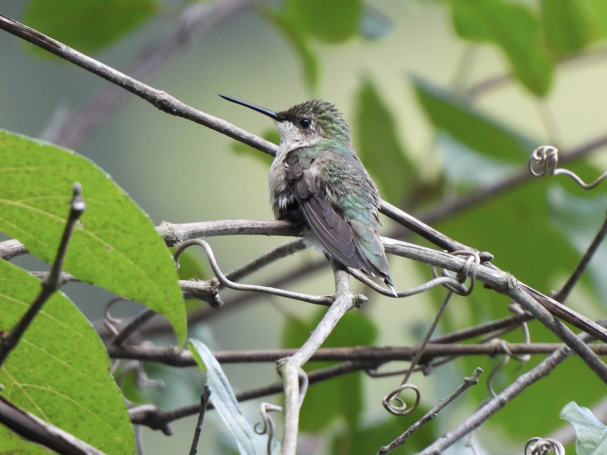 Yakut Boğazlı Kolibri - ML641243769