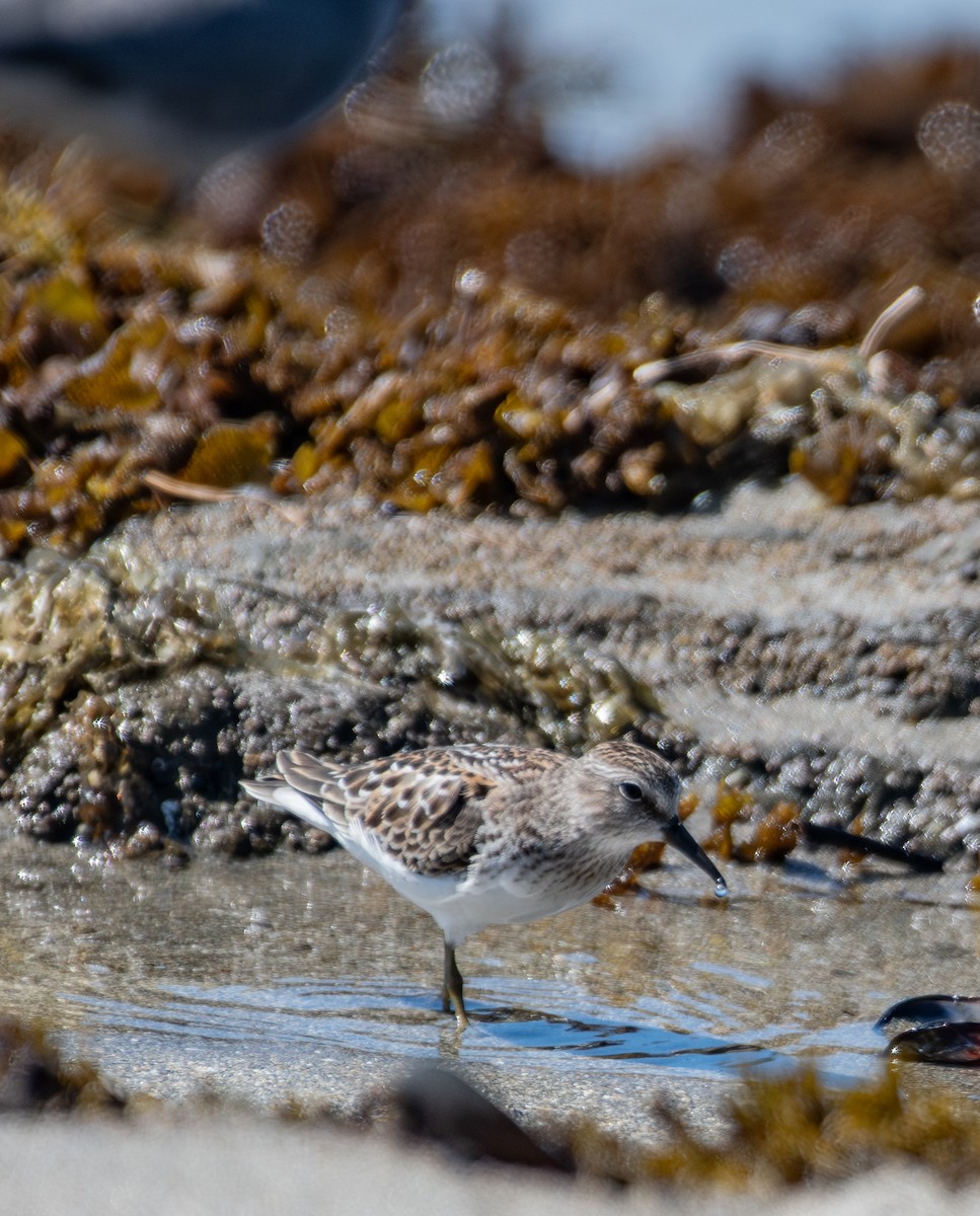 Least Sandpiper - ML641243794