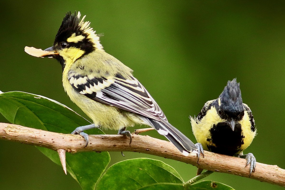 Indian Yellow Tit - ML641243795