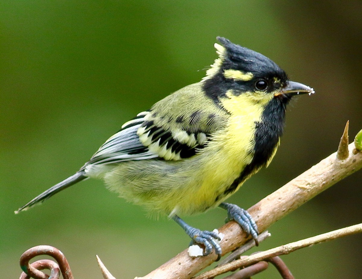 Indian Yellow Tit - ML641243796