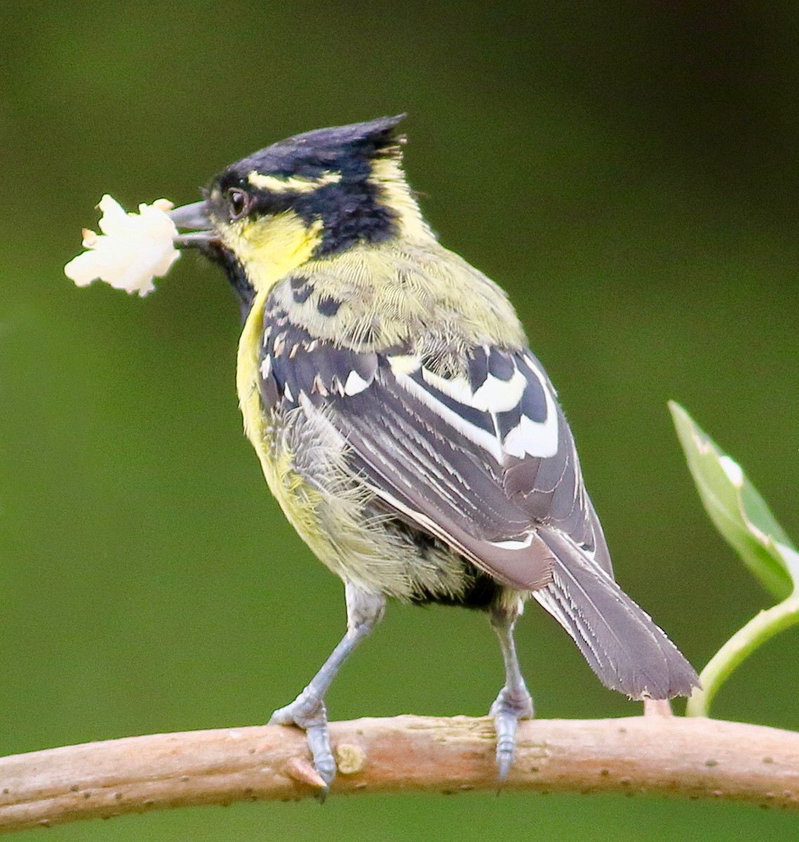 Indian Yellow Tit - ML641243797