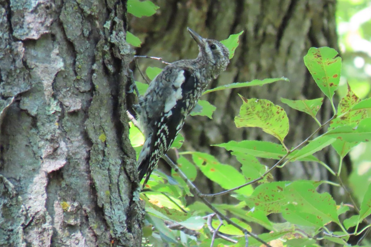 datel rudohrdlý - ML641243804