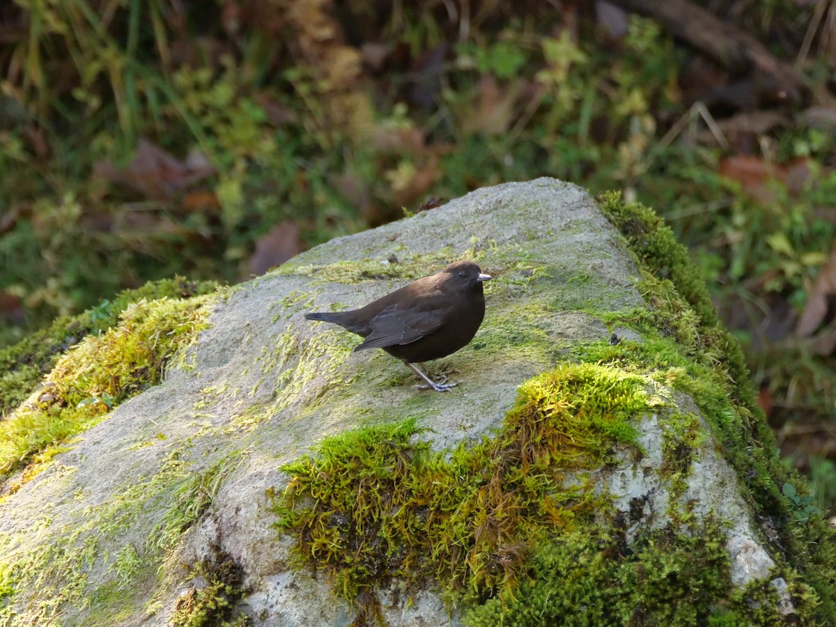 Brown Dipper - ML641243812