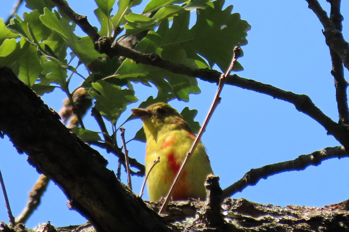 piranga šarlatová - ML641243816