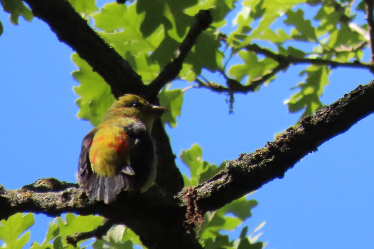 piranga šarlatová - ML641243817