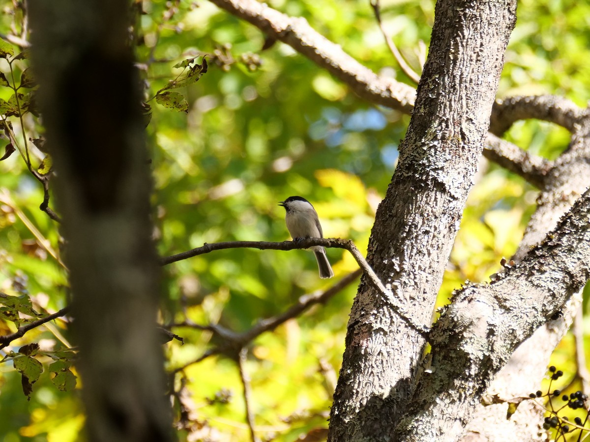 Willow Tit - ML641243844