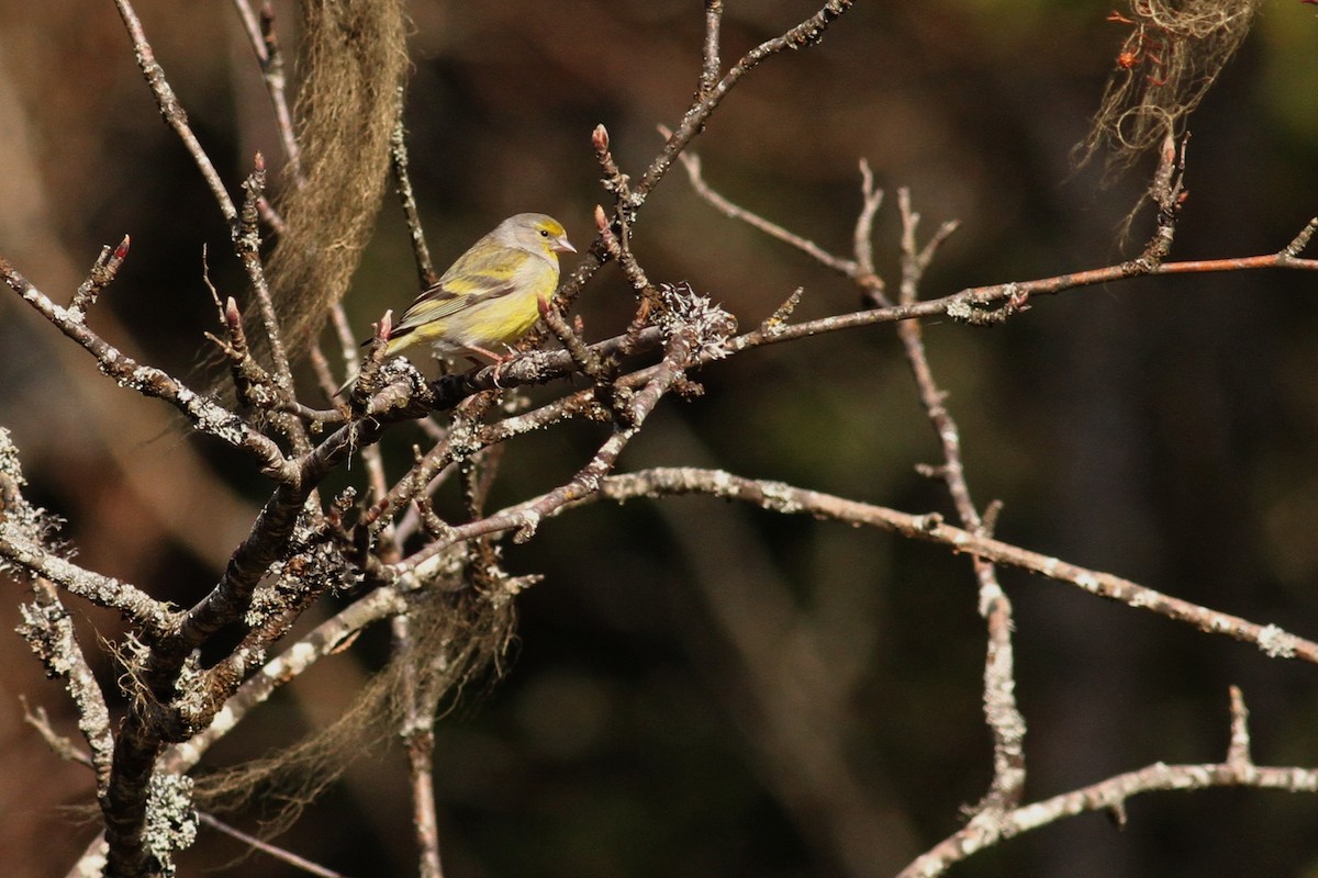 Citril Finch - ML641243862