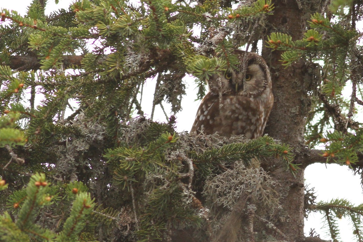 Boreal Owl - ML641243870