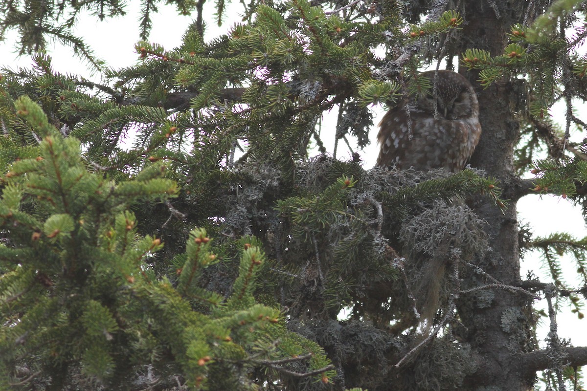 Boreal Owl - ML641243872