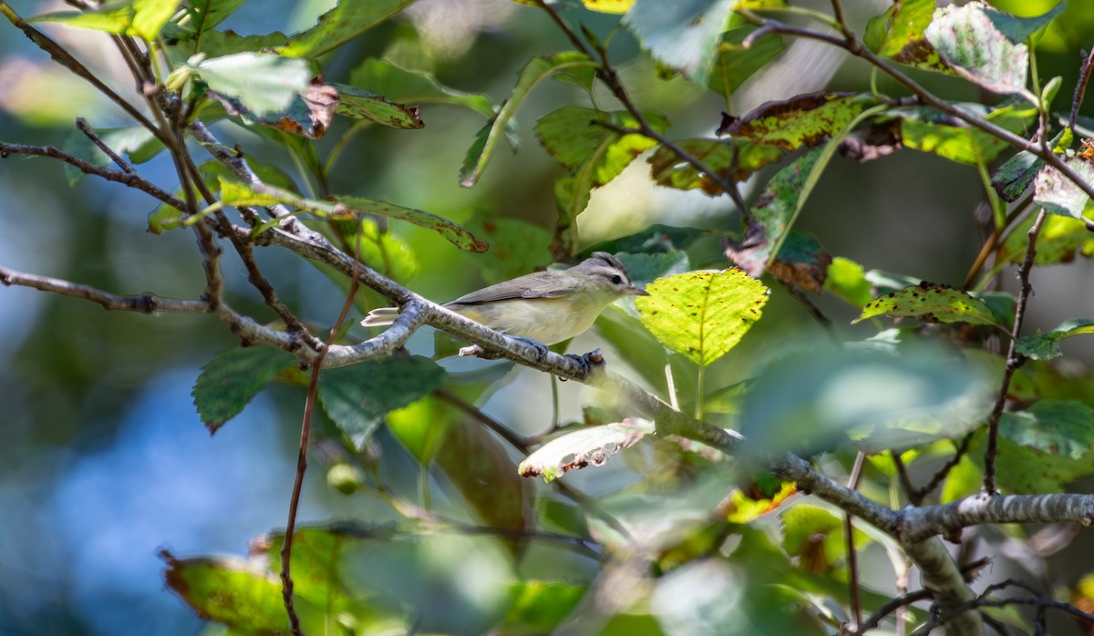 Warbling Vireo - ML641243909