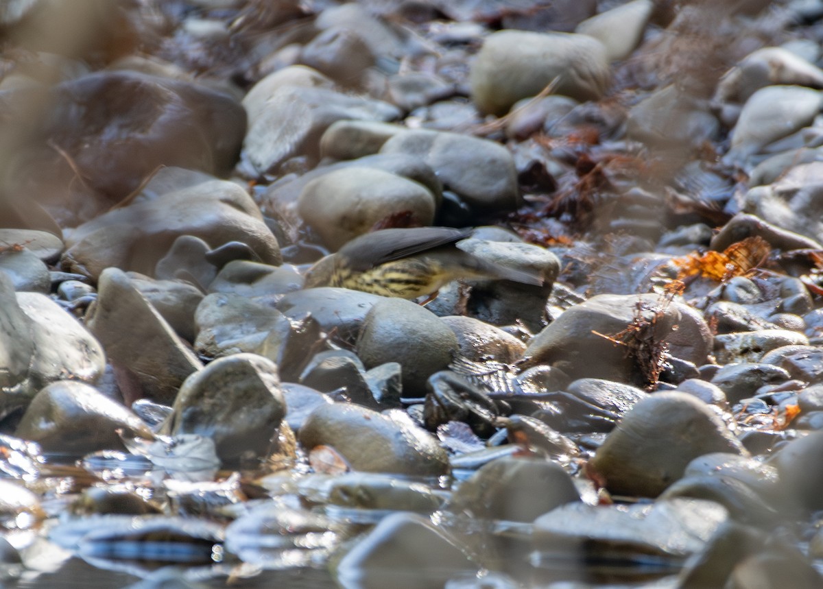 Northern Waterthrush - ML641243919