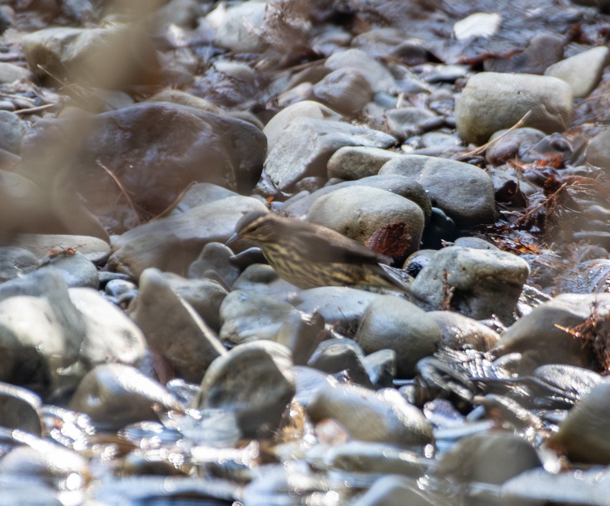 Northern Waterthrush - ML641243920