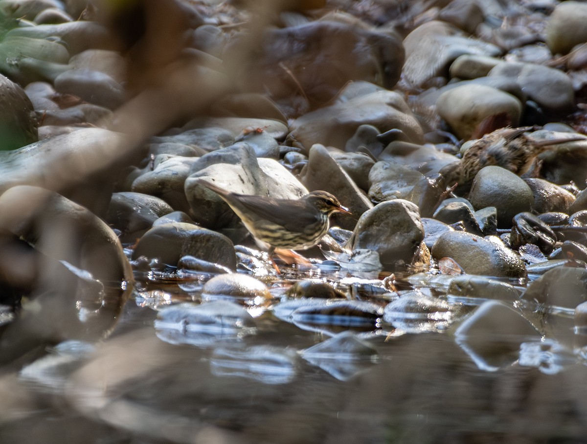 Northern Waterthrush - ML641243921