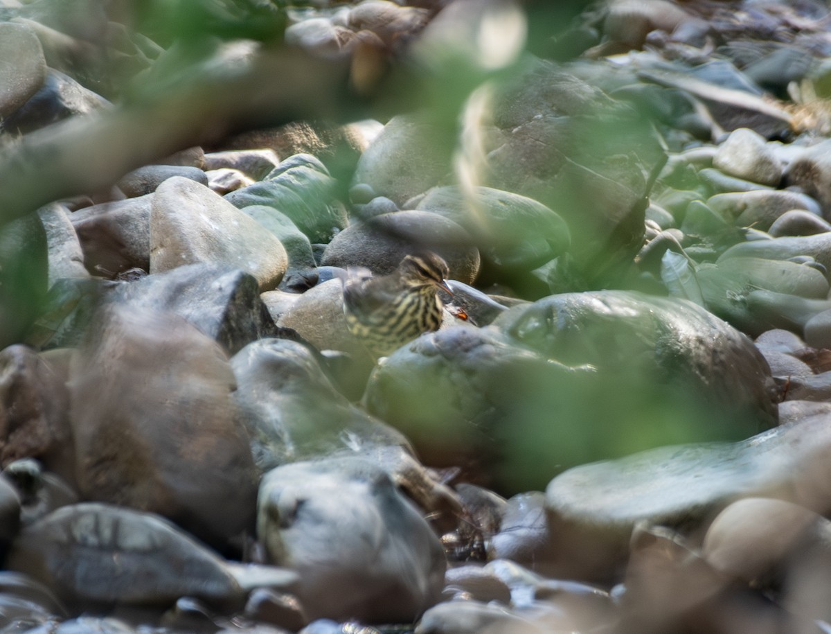 Northern Waterthrush - ML641243922