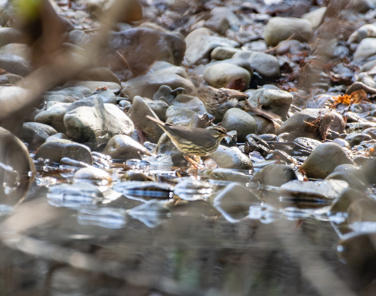 Northern Waterthrush - ML641243925