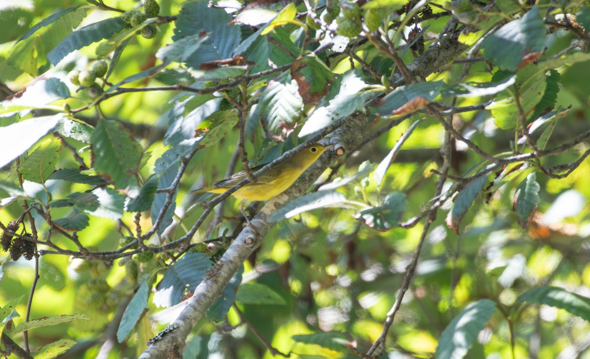 Northern Yellow Warbler - ML641243930