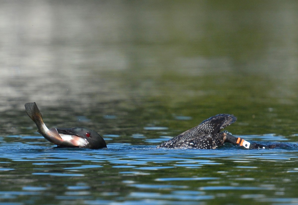 Common Loon - ML641243932