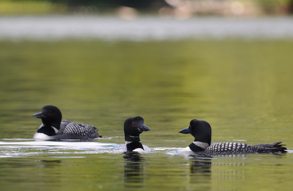 Common Loon - ML641243933