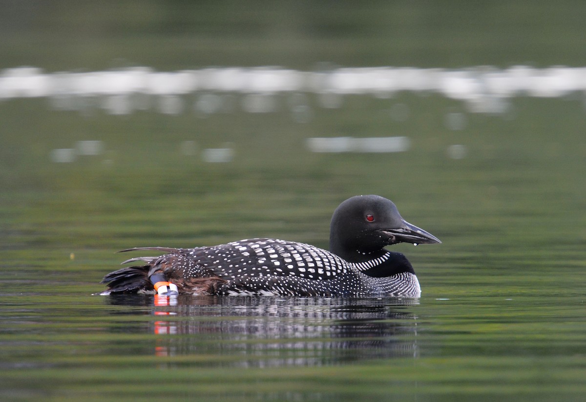 Common Loon - ML641243934