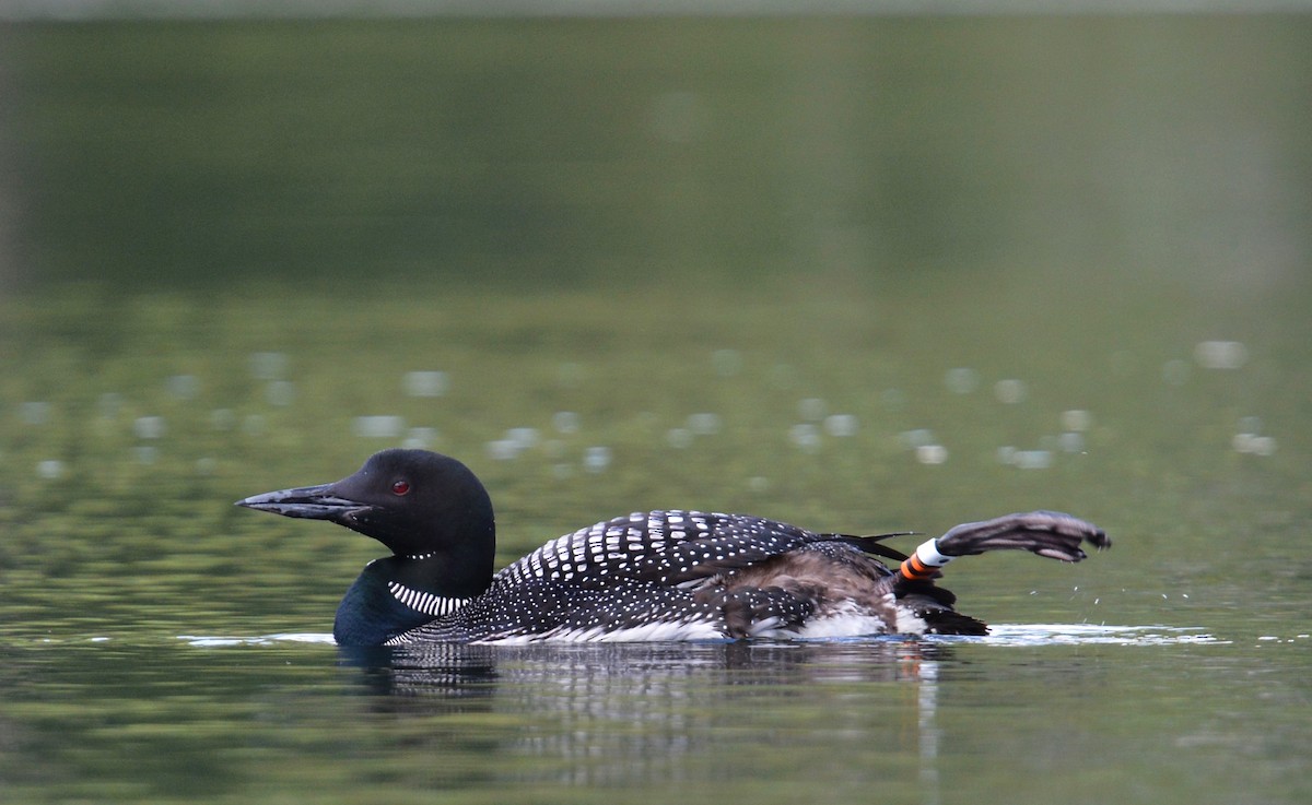 Common Loon - ML641243935