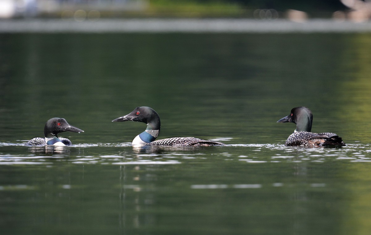 Common Loon - ML641243936