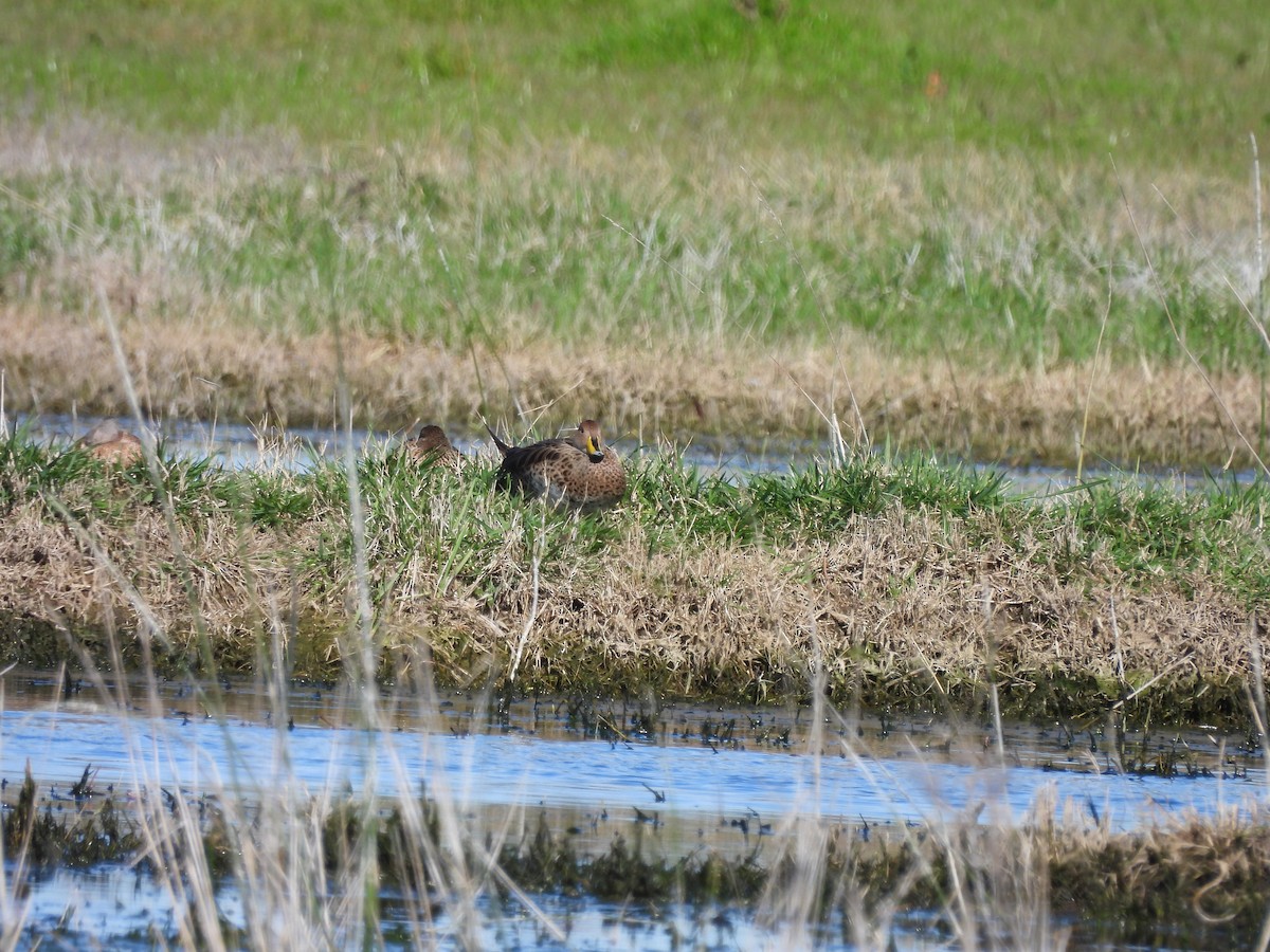 Yellow-billed Pintail - ML641243943