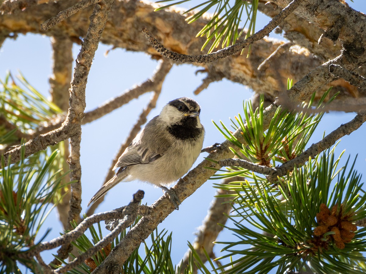 Mésange de Gambel - ML641243946