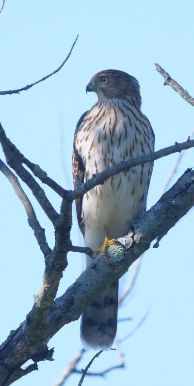 Cooper's Hawk - ML641244069