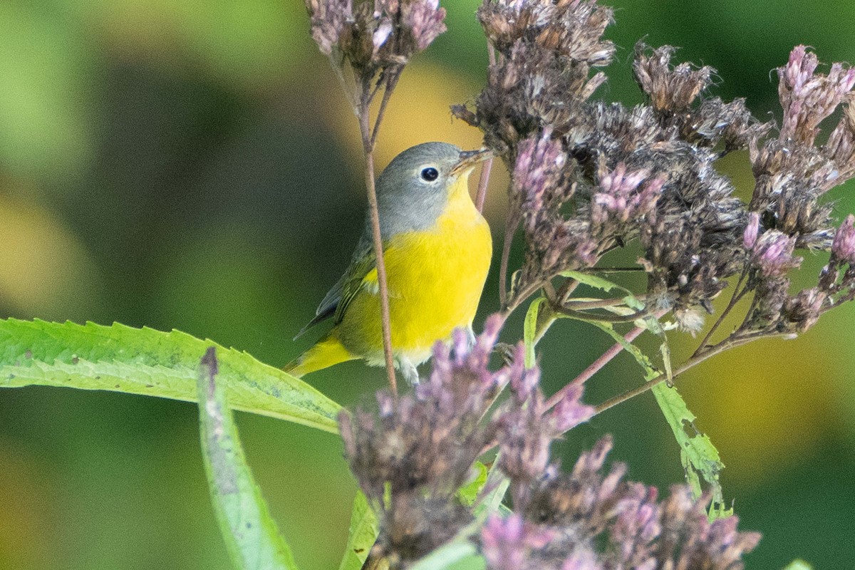 Nashville Warbler - ML641244072