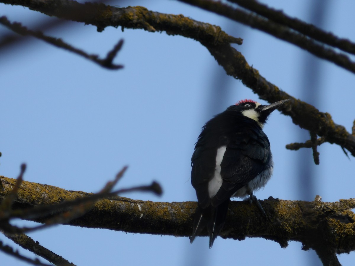 Acorn Woodpecker - ML641244122