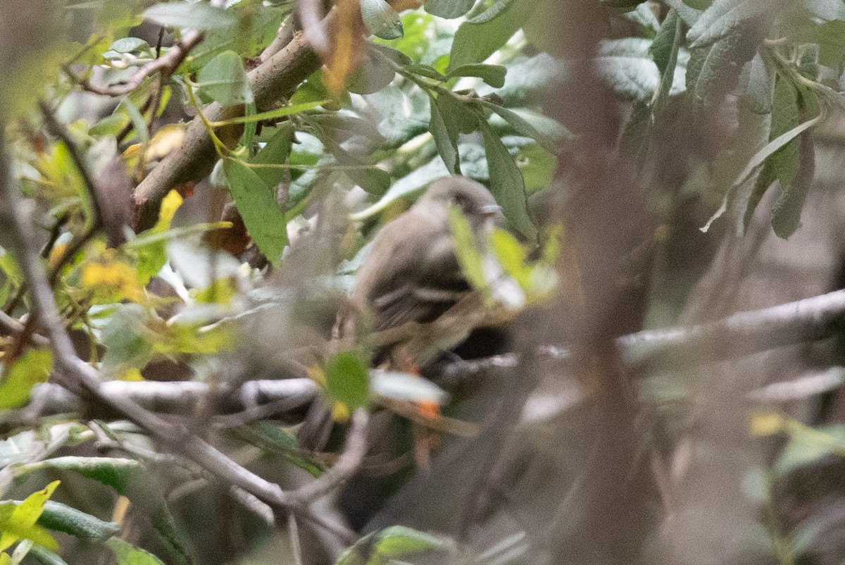 Least Flycatcher - ML641244145