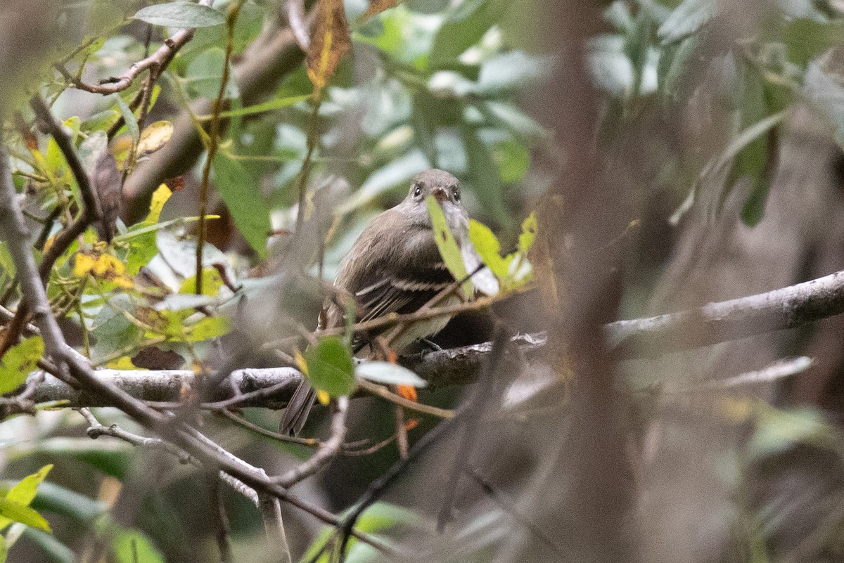 Least Flycatcher - ML641244147