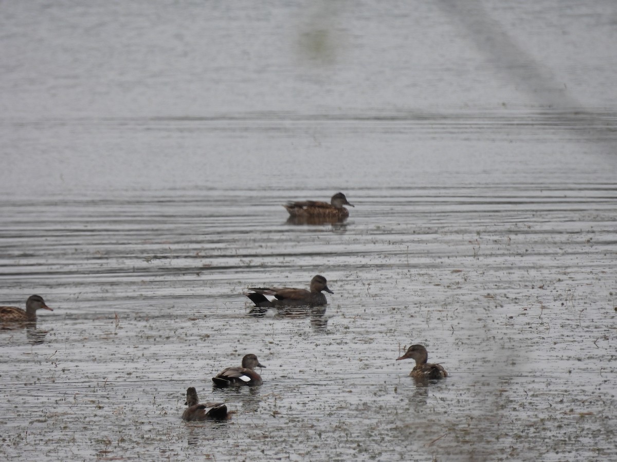 Gadwall - ML641244157