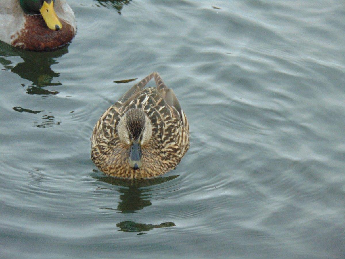 Canard colvert - ML641244166