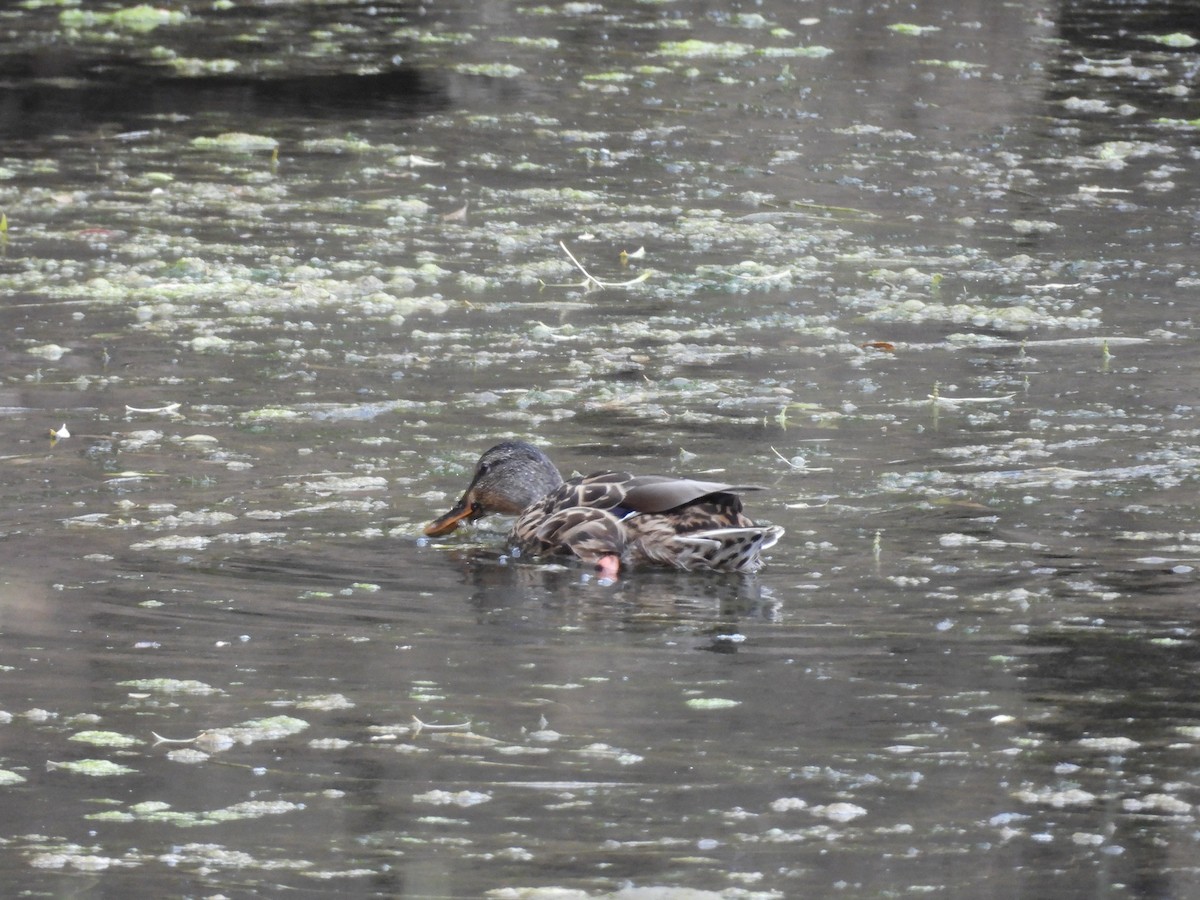 Mallard - ML641244177