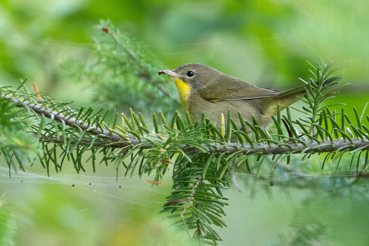 Common Yellowthroat - ML641244182