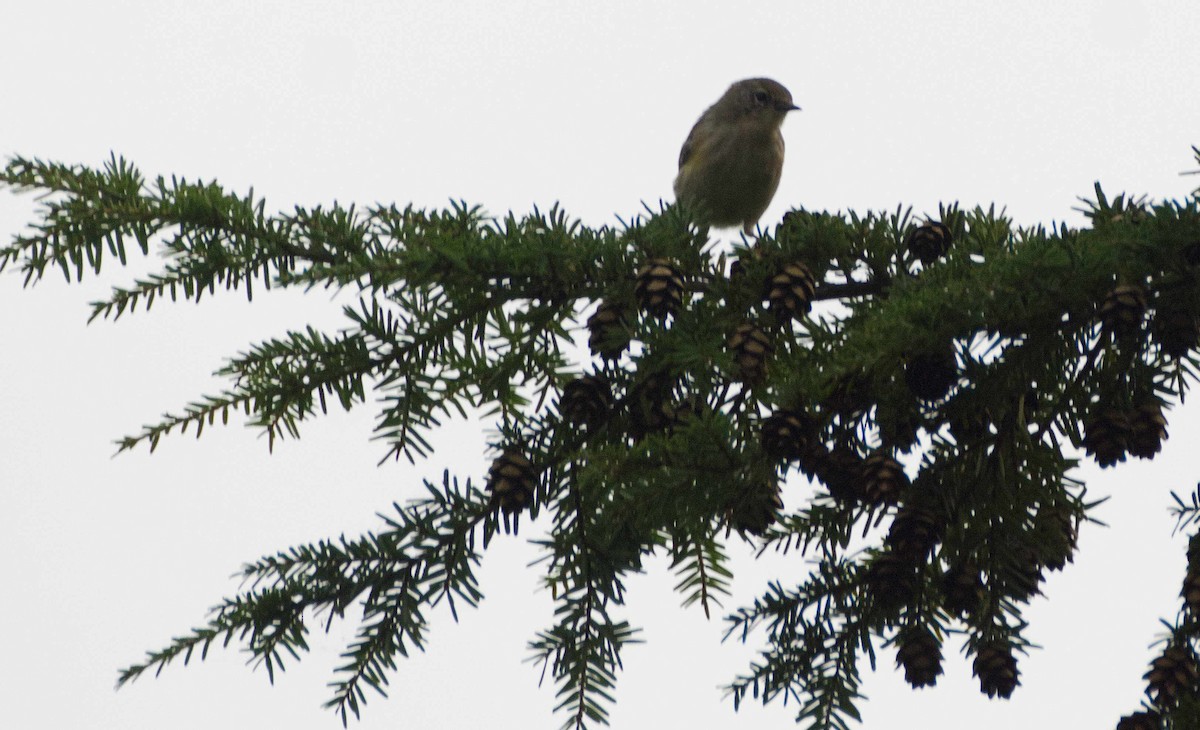 Western Warbling Vireo - Robin Rowland