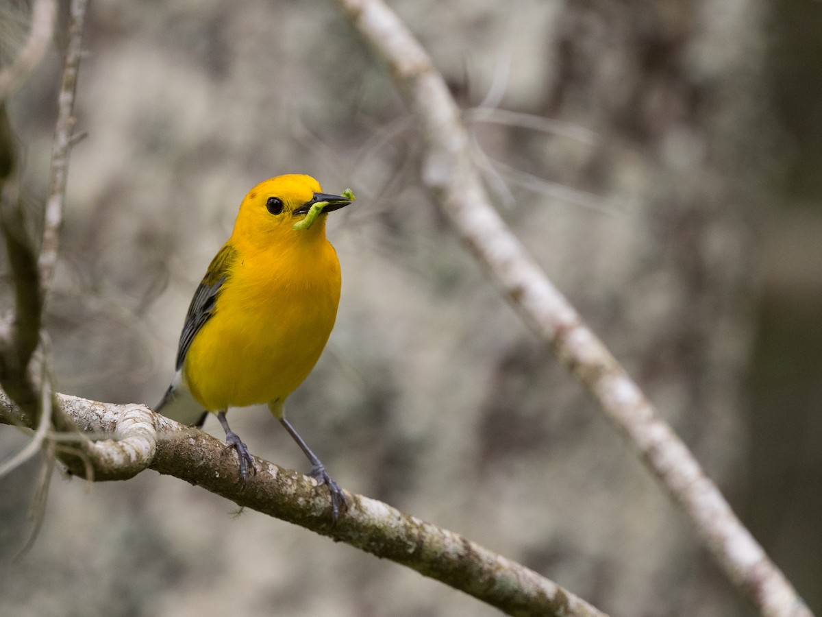 Prothonotary Warbler - Todd Dixon