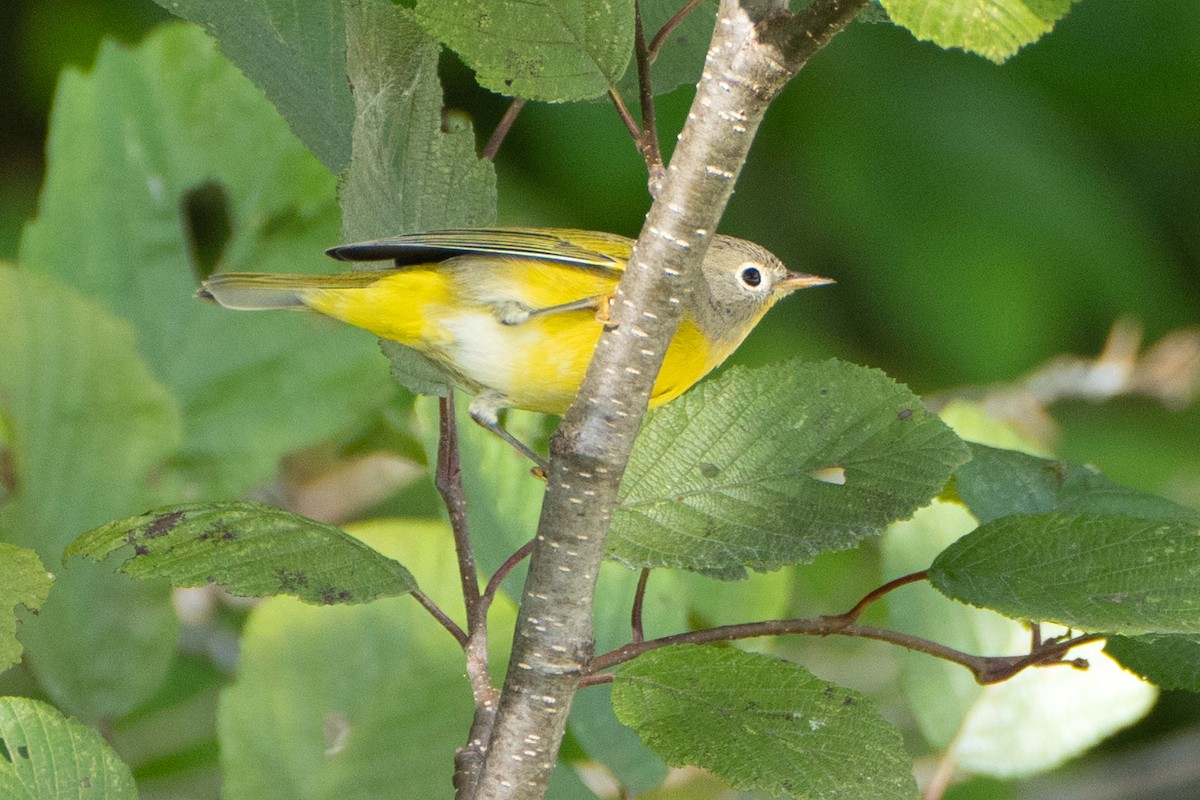 Nashville Warbler - ML641244250