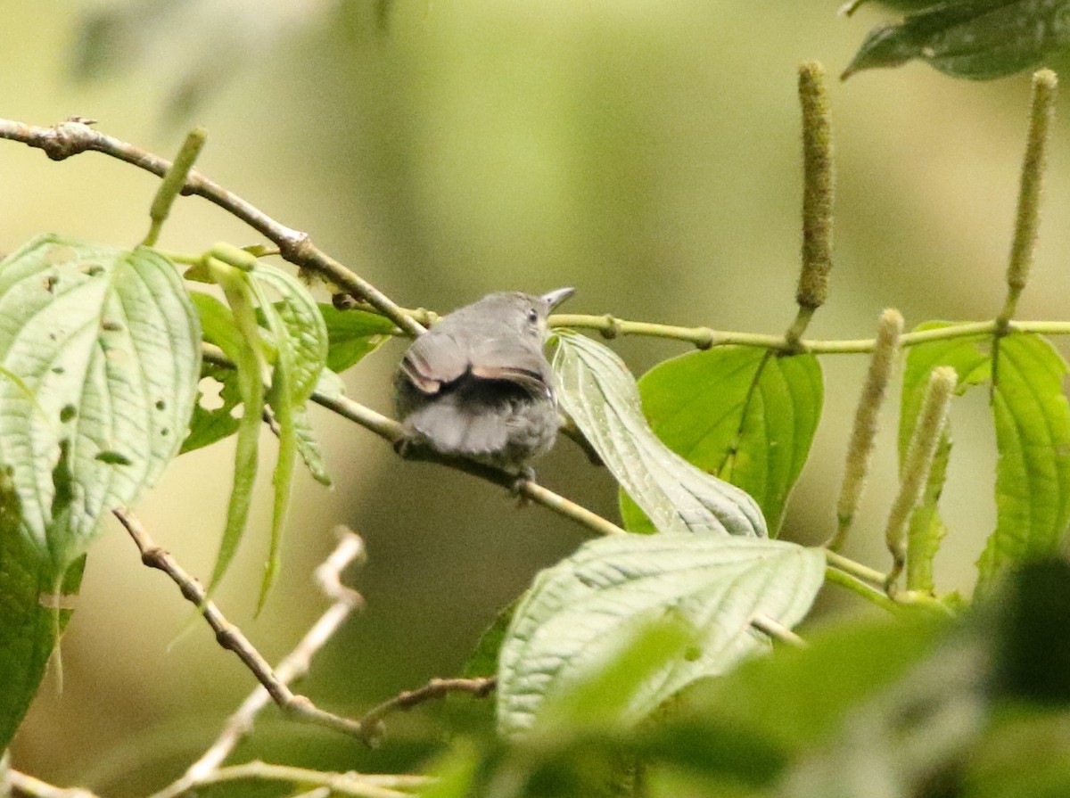 Gray Antwren - ML641244288