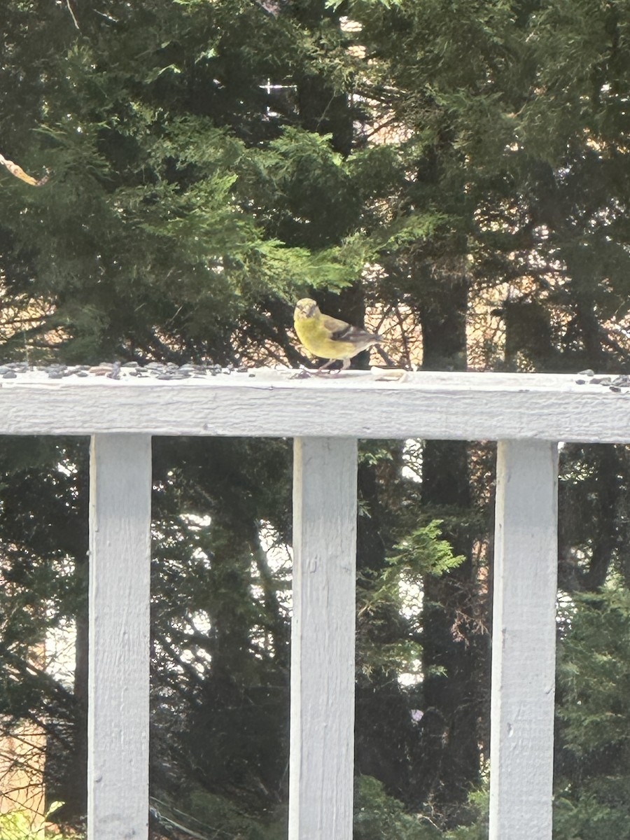 Chardonneret jaune - ML641244341