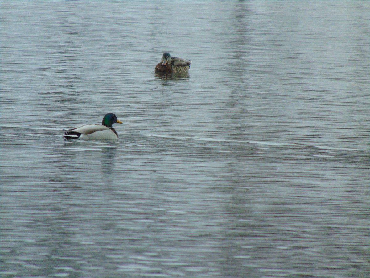 Canard colvert - ML641244348
