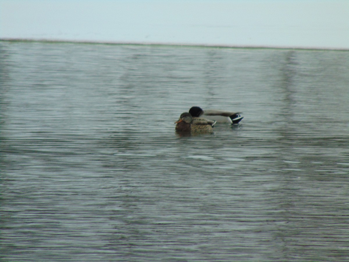 Canard colvert - ML641244349
